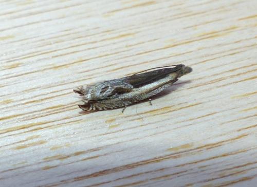 Ancylis apicella